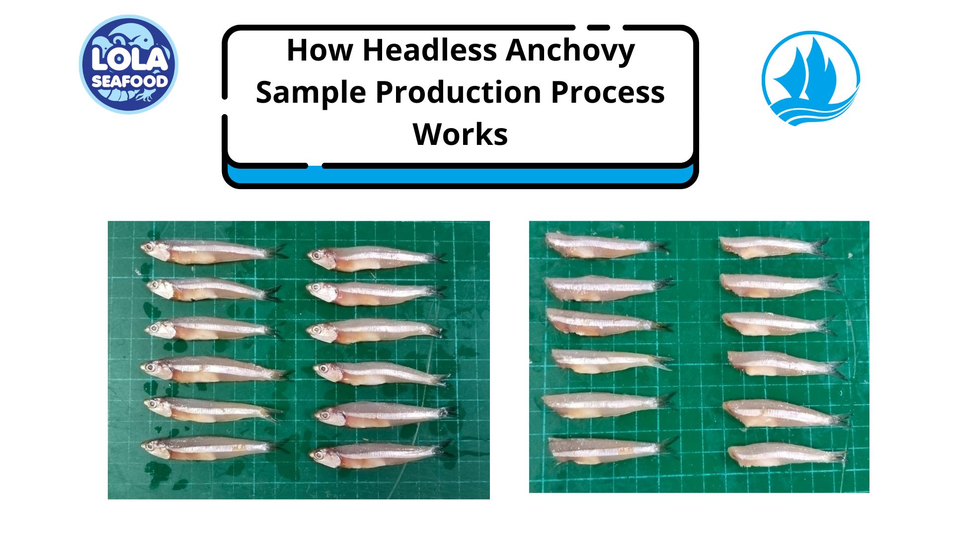  How Headless Anchovy Sample Production Process Works